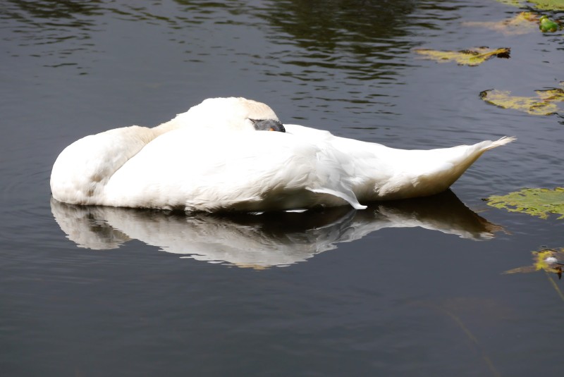 a swan napping